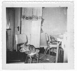 Cat Laying in a Chair, circa 1955