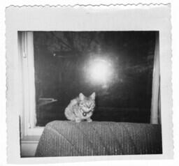 Cat Sitting on a Couch, circa 1955