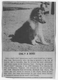 Collie Puppy, circa 1969