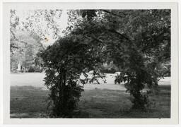 Alumnae Arch, circa 1950