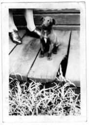 A Puppy Sitting on a Porch, circa 1942