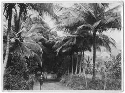 A Road and Palm Trees, circa 1920