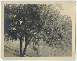 Atlanta University Campus Grounds, circa 1920