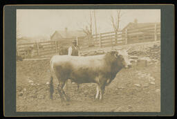 Agriculture Department Livestock, circa 1900