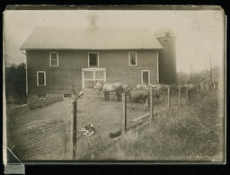 Agriculture Department Livestock, circa 1900