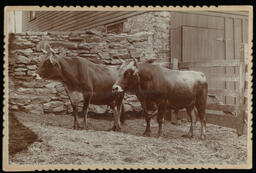 Agriculture Department Livestock, circa 1900