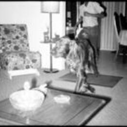 An unidentified boy chases an Irish Setter through a living room.