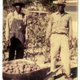 Two unidentified men standing in a garden with a wheelbarrow of potatoes.
