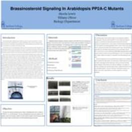 Brassinosteroid signaling in arabidopsis PP2A-C mutants