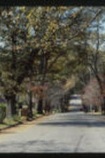 A view of a residential street. Text from slide presentation: Designation of your neighborhood can help preserve both the history and heritage that echo across the years.