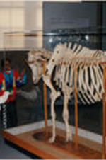 Two children are shown viewing a cow skeleton at the George Washington Carver Museum in Tuskegee, Alabama.