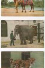 Three blank postcards displaying various animals at the New York Zoological Park, now the Bronx Zoo.
