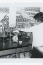 A young women stands next to a rat on a scale on a laboratory counter with other science equipment in a classroom.