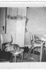 A tabby cat lies in a chair in a kitchen. Curtains featuring cat faces hangs over a cabinet. "Written on verso: Gray bay 18 Raymond St. S.W. Atlanta, Ga.