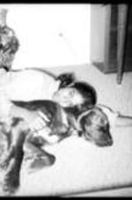 An unidentified girl lays on the floor and hugs an Irish Setter.