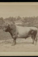 A farm hand stands with a large bull.