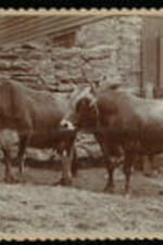 Two bulls on the Atlanta University farm.