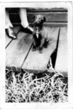 A puppy sits at an unidentified woman's feet on a house porch.