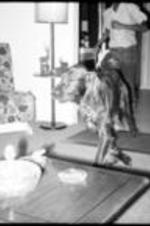 An unidentified boy chases an Irish Setter through a living room.