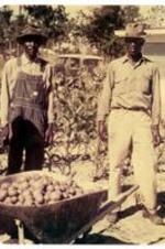 Two unidentified men standing in a garden with a wheelbarrow of potatoes.