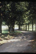 View of a tree-lined avenue. Text from slide presentation:. . . is still there today.