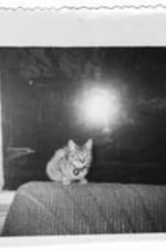 A tabby cat with bells around its neck sits on the back of a couch in front of a window. Written on verso: Mr. Leon S. Cameron.