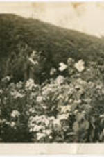 Elizabeth McDuffie stands in a garden. Written on verso: [Hyde Park]