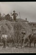 Four men collect a large bundle of hay on a wagon pulled by two horses.