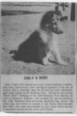 An article about a collie puppy, the son of acclaimed television star Lassie.